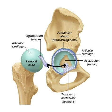 accuracy of acetabular labrum tear tests|acetabular labrum diagnosis.